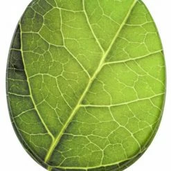 SANILO® WC-Sitz mit Absenkautomatik Blatt